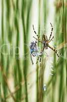 Spinne mit gefangener Pech-Libelle