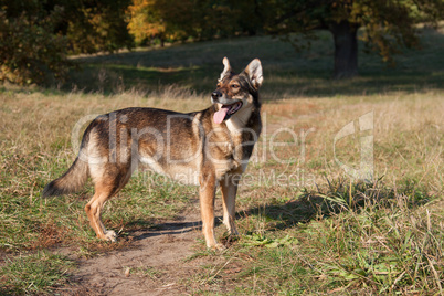 schäferhund tara