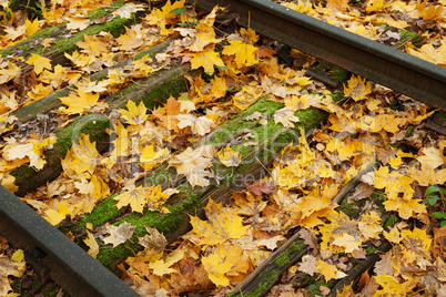 herbstlaub in gleisen