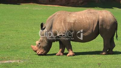 Rhinoceros four