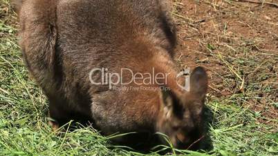 wallaby one