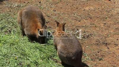 Wallaby one