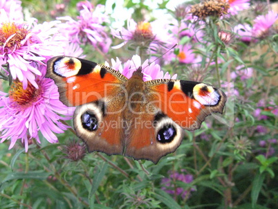 The peacock eye on the aster