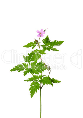 Stinkender Storchschnabel (Geranium robertianum)