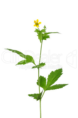 Echte Nelkenwurz (Geum urbanum)