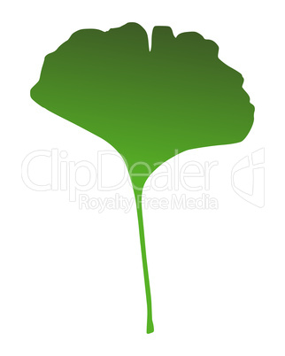 Ginkgo Blatt