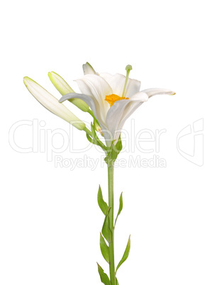 Madonnen-Lilie (Lilium candidum)