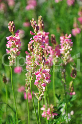 Saat-Esparsette (Onobrychis viciifolia)