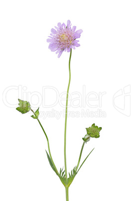 Tauben-Skabiose (Scabiosa columbaria)