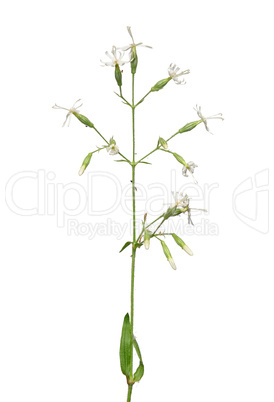 Nickendes Leimkraut (Silene nutans)