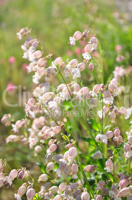 Taubenkropf-Leimkraut (Silene vulgaris)