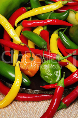 chilli pepper still life