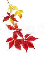 Schönes Arrangement aus Herbstblättern
