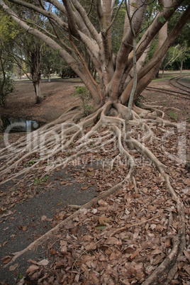 Baum mit flachen Wurzeln