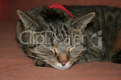 Portrait einer schlafenden Katze