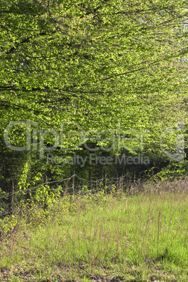 Alles grün im Frühling