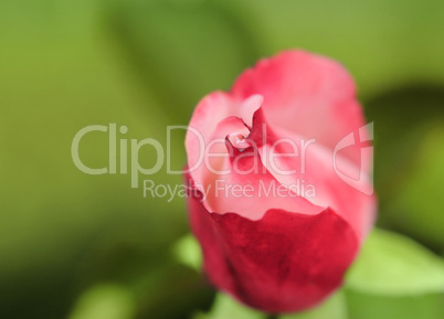 Rotes Rosendetail im Garten