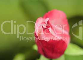 Rotes Rosendetail im Garten