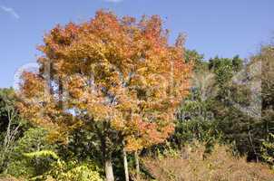 Japanese maple tree in autumn