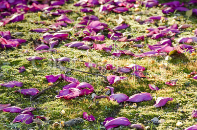 Beautiful petals on moss