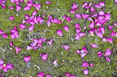 Beautiful petals on moss