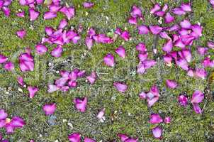 Beautiful petals on moss