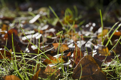 Macro of autumn leaves in grass