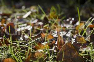 Macro of autumn leaves in grass