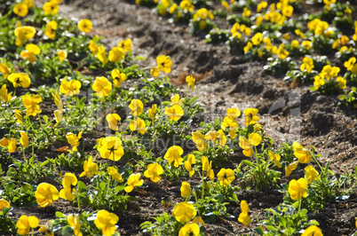 Yellow pansy