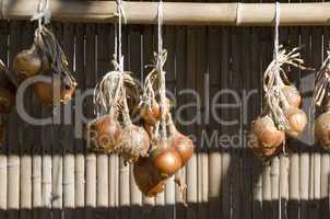 Hanging onions in autumn