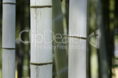 Background of three bamboo stems