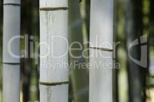 Background of three bamboo stems