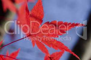 Red autumn leaf background