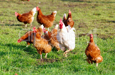 Organic laying hens