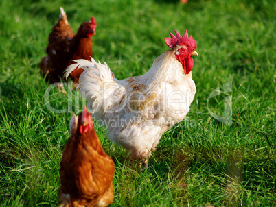 Organic Laying Hens II