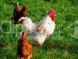 Organic Laying Hens II