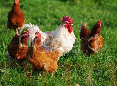 Organic laying hens III