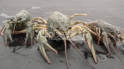 Crayfish,