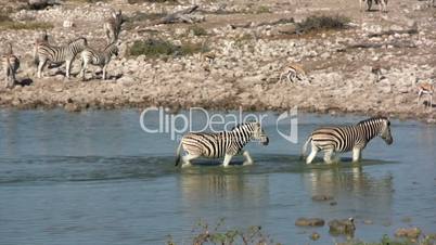 Zebraherde im Etosha Nationalpark ( Namibia )