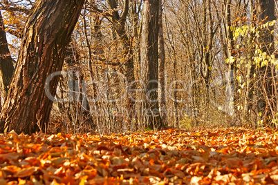 Yellow autumn leaves in forest