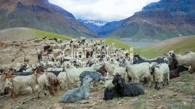 Mountain goats, Spiti Valley