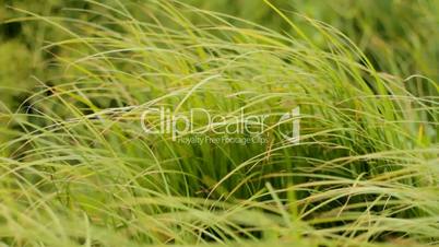 Sedge Grass