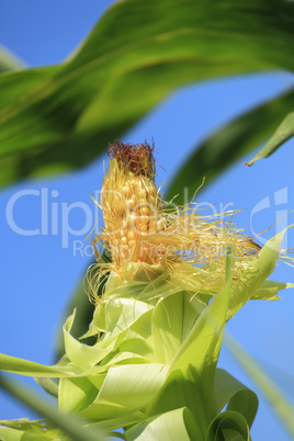 Ear of corn