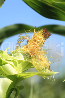 Ear of corn closeup