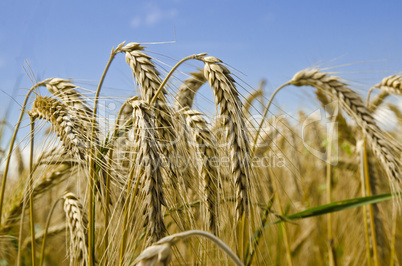 harvest time