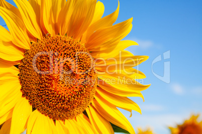 Sunflower head's close up against blue sky