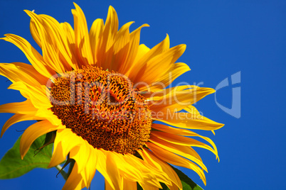 Sunflower head's close up