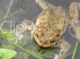 common toad in wet ambiance