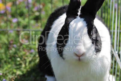 schwarzer hase schaut in kamera