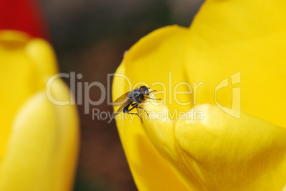 fliege auf gelber tulpe